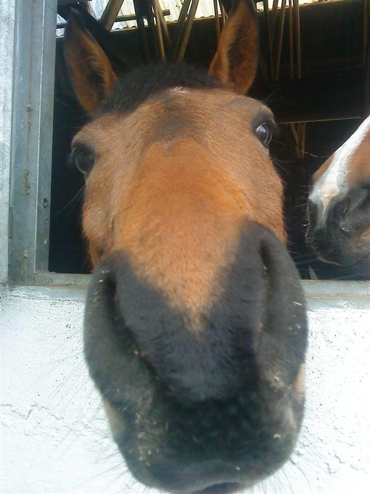 Tysk Sportspony - Maros b-pony SOLGT billede 3