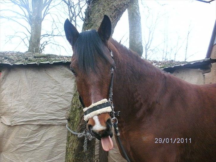 Pinto Figaro Ponygaarden billede 3