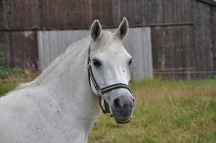 Anden særlig race Skovbjerggårds coxx - Min dejlige Coxx <3 (: billede 1