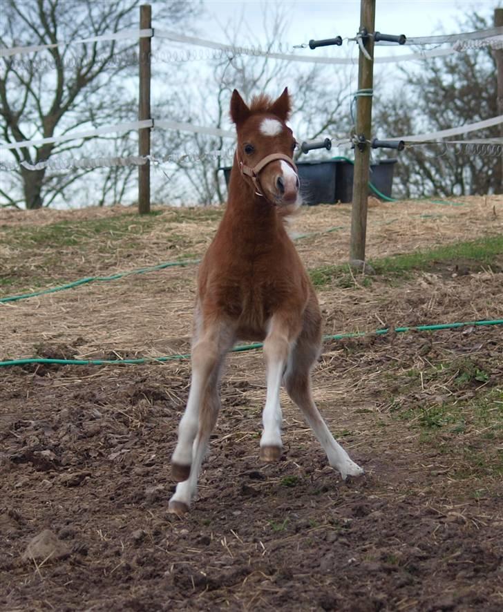 Welsh Mountain (sec A) Meraviglioso H. Cavallino billede 5