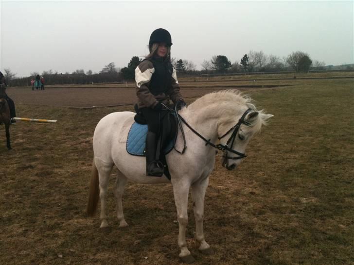 Anden særlig race Skovbjerggårds coxx - Efter undervisning... billede 2