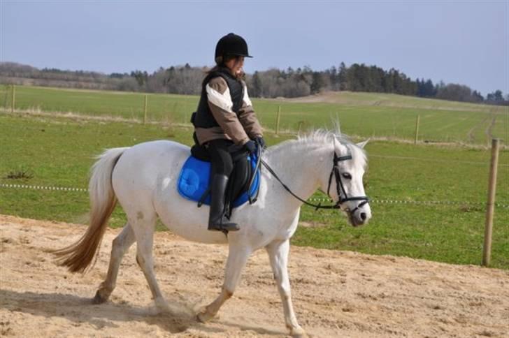 Anden særlig race Skovbjerggårds coxx billede 6