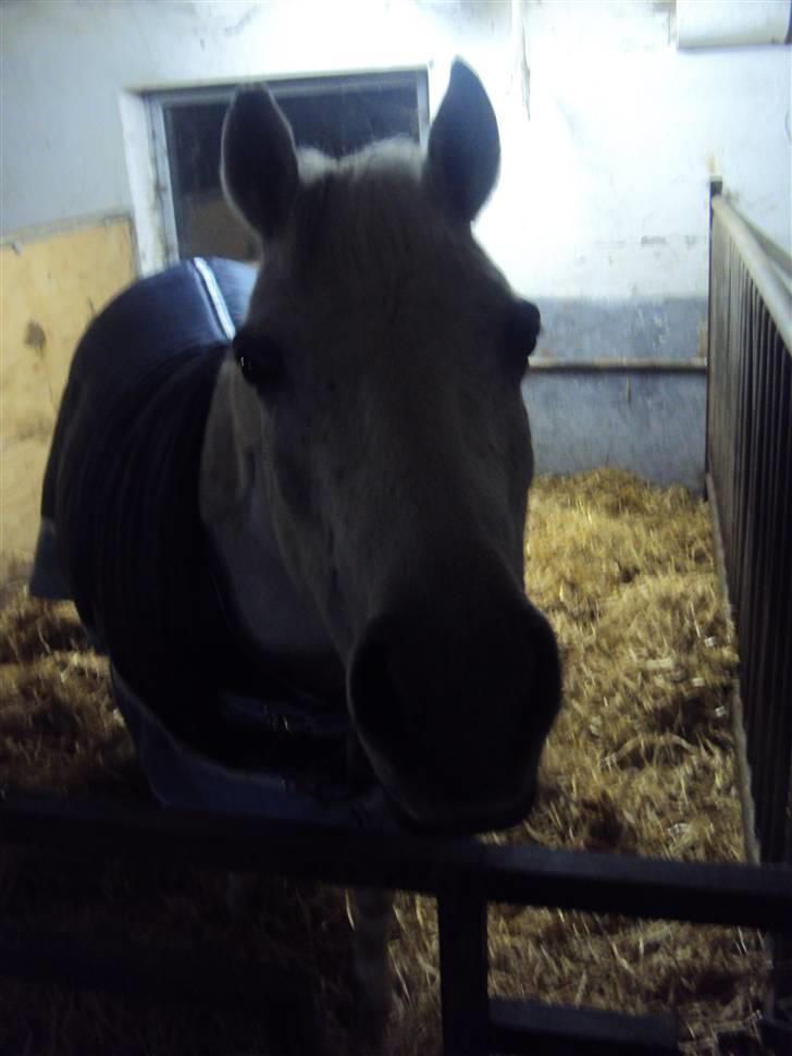 Anden særlig race Skovbjerggårds coxx billede 9