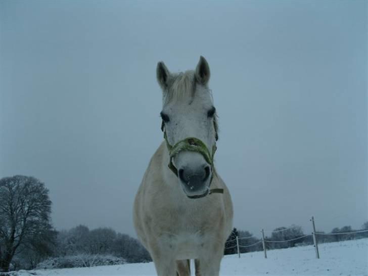 Anden særlig race Skovbjerggårds coxx billede 10