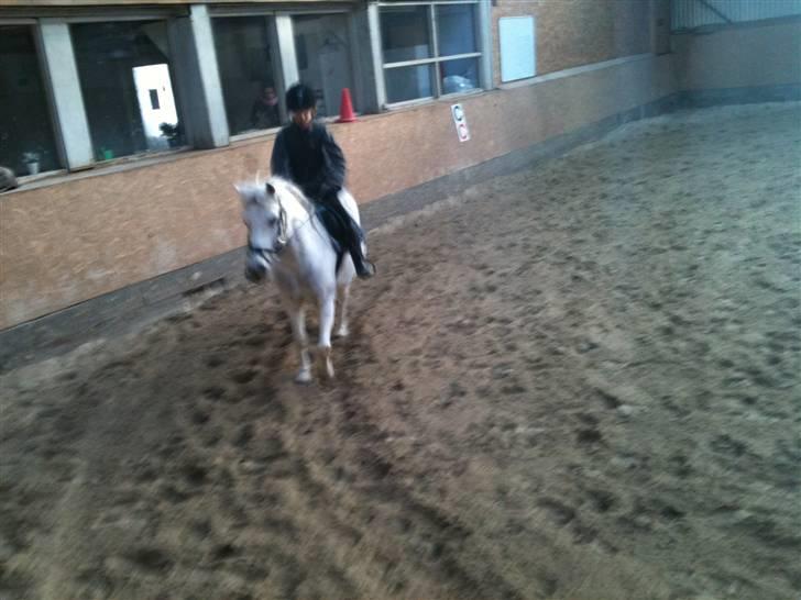 Anden særlig race Skovbjerggårds coxx billede 11