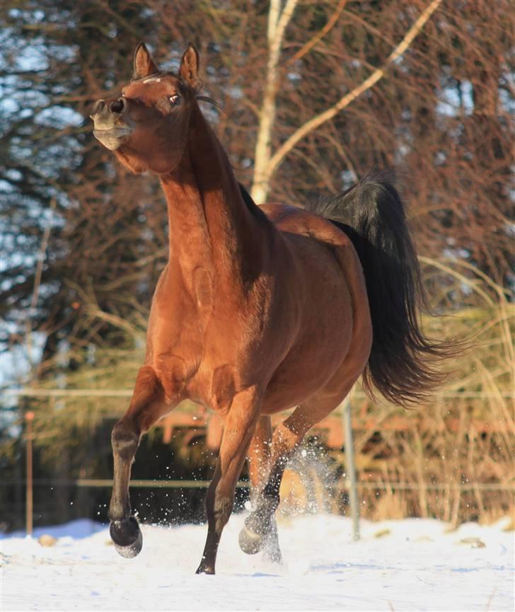 Arabisk fuldblod (OX) 4D Malayka Moniet 2007-2011. - Vinter 2010 billede 11