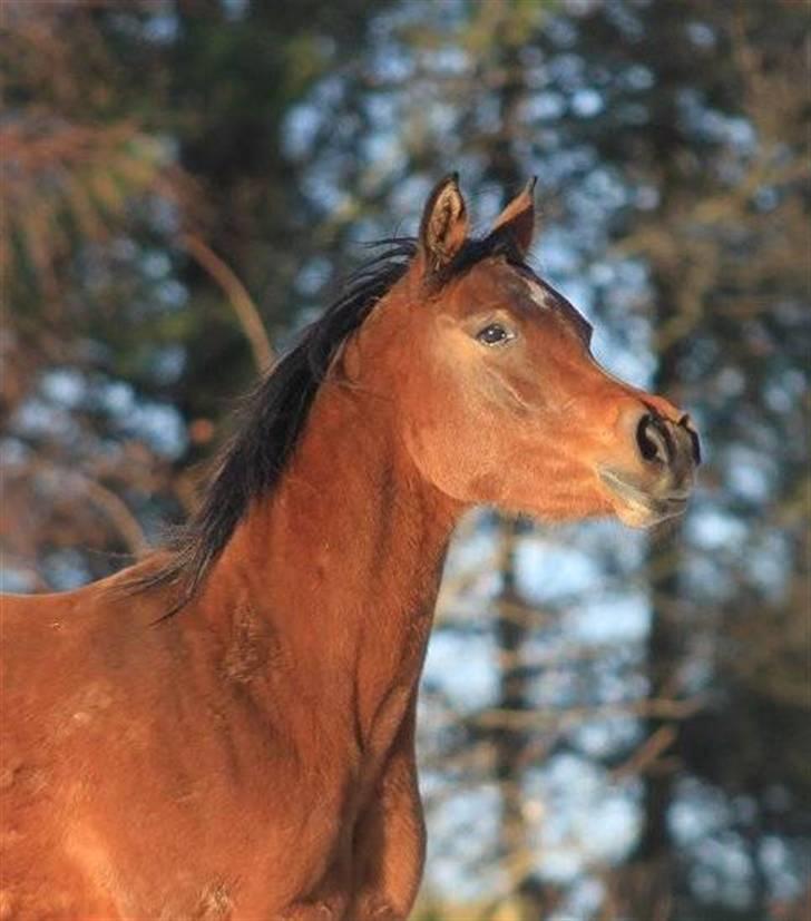 Arabisk fuldblod (OX) 4D Malayka Moniet 2007-2011. - Vinter 2010 billede 12