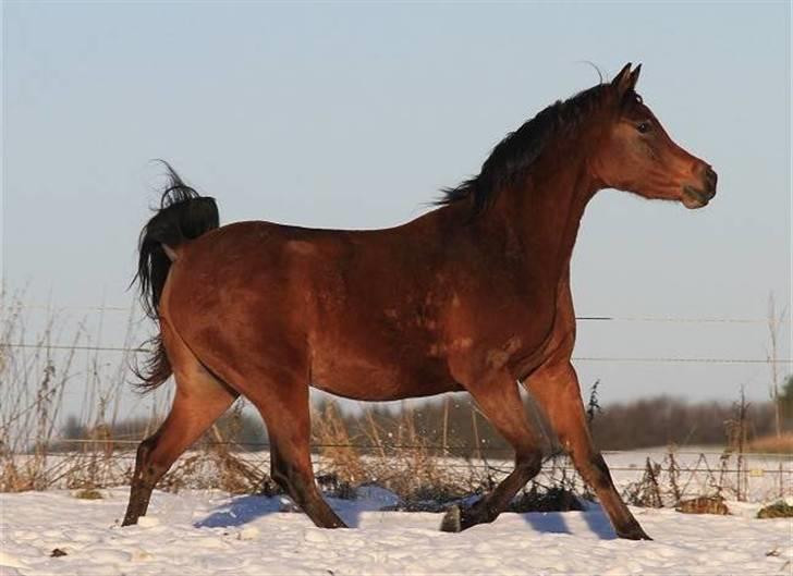 Arabisk fuldblod (OX) 4D Malayka Moniet 2007-2011. - Vinter 2010  billede 13