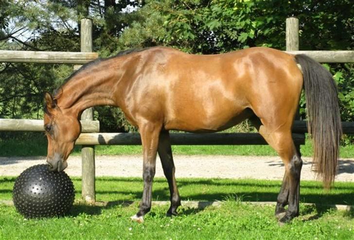 Arabisk fuldblod (OX) 4D Malayka Moniet 2007-2011. billede 15