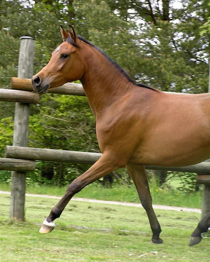Arabisk fuldblod (OX) 4D Malayka Moniet 2007-2011. billede 16