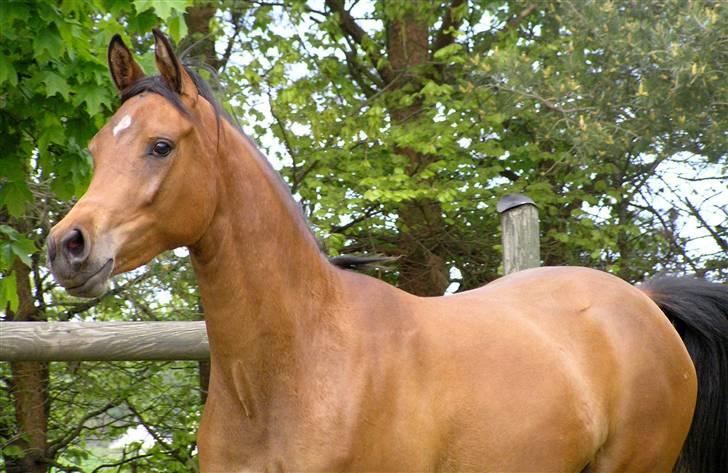Arabisk fuldblod (OX) 4D Malayka Moniet 2007-2011. billede 17