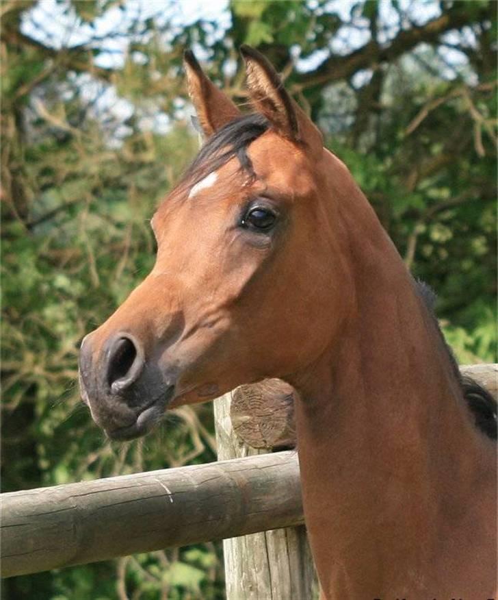 Arabisk fuldblod (OX) 4D Malayka Moniet 2007-2011. - Netop ankommet til Skovsted OX maj 2008 billede 18