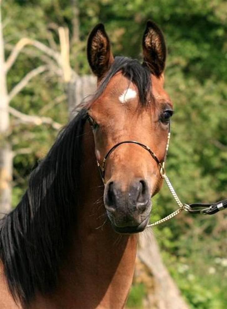 Arabisk fuldblod (OX) 4D Malayka Moniet 2007-2011. - Smuk åring netop ankommet til DK. billede 19