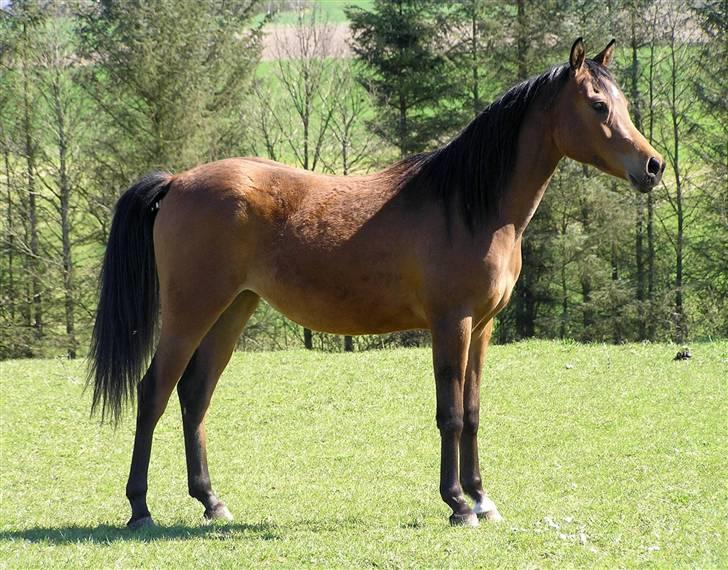 Arabisk fuldblod (OX) 4D Malayka Moniet 2007-2011. - forår 2009 og 2 år. billede 20