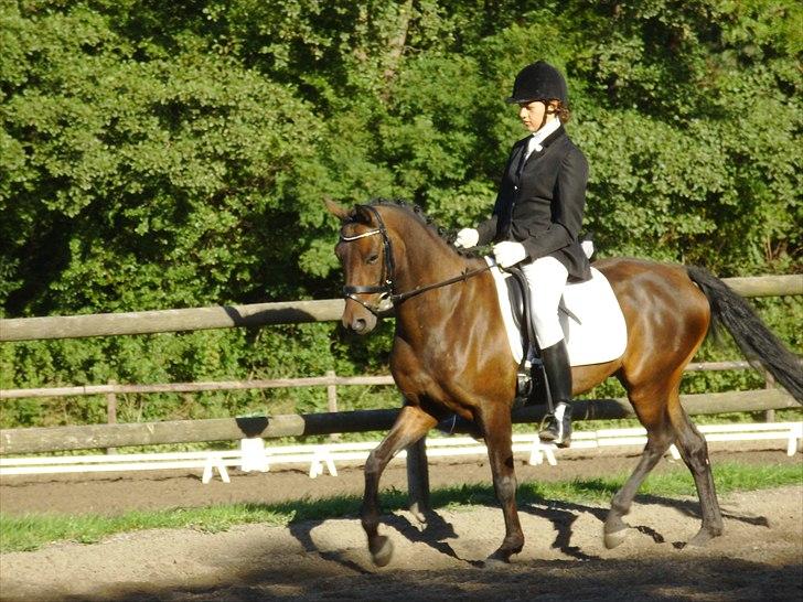 Tysk Sportspony Nyholms mr. Capitol (Nappe) - smukke knæløft:) billede 13