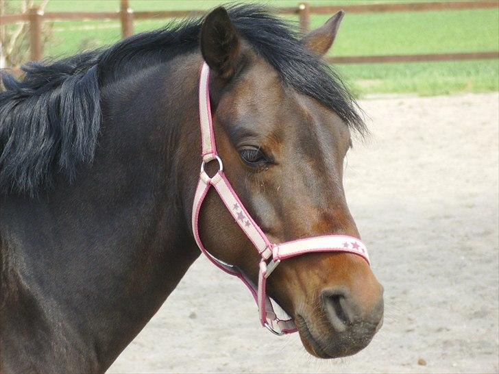 Tysk Sportspony Nyholms mr. Capitol (Nappe) - ej hvor er han dog træt:) billede 20