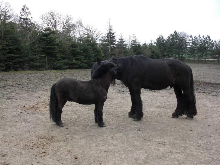 Nordsvensk Skovhest tage billede 12