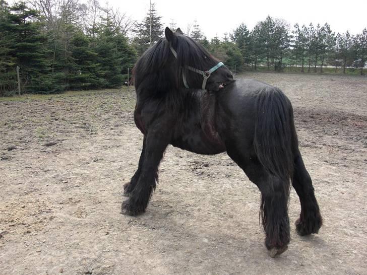 Nordsvensk Skovhest tage - uuhhhh, det er dejligt at få dæknet af så man kan komme til og klø sig... ;) billede 13