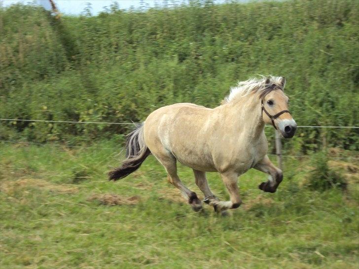 Fjordhest Freddy - (billedet må ikke kopieres) billede 9