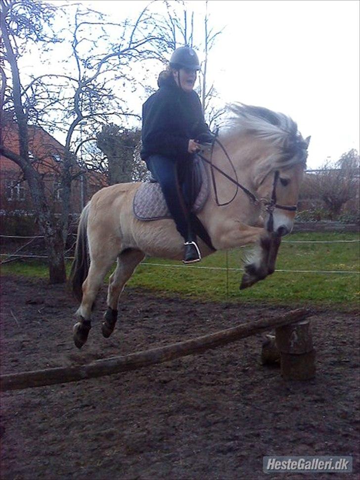 Fjordhest Freddy -  (billedet må ikke kopieres) billede 3