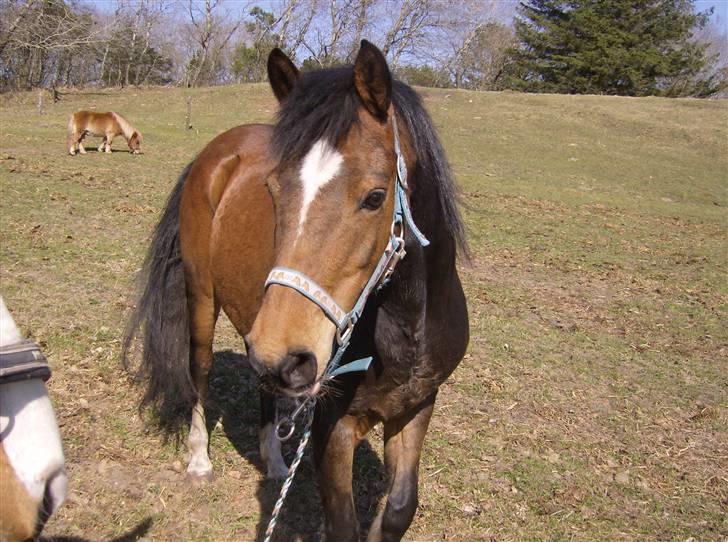 Anden særlig race lotte billede 12