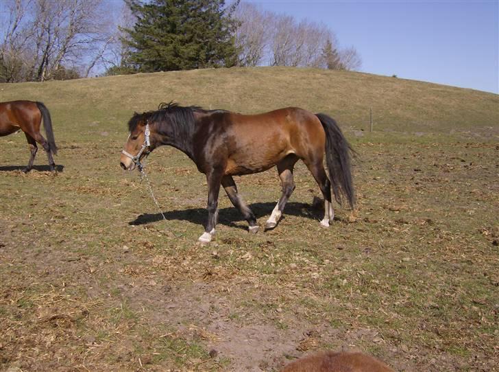 Anden særlig race lotte billede 13