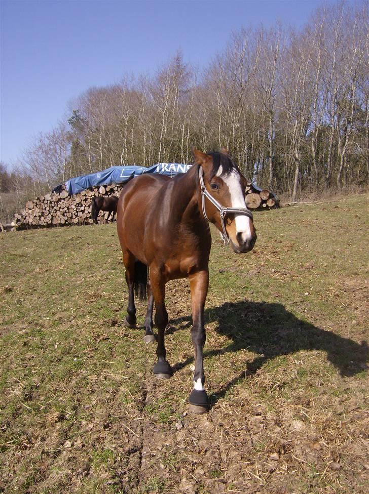 Fuldblod (XX) Competence (DEN) billede 16