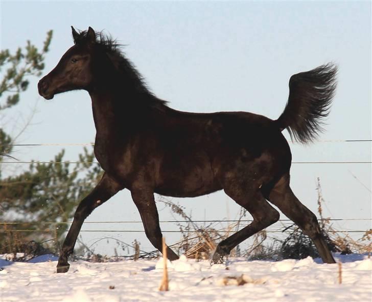 Arabisk fuldblod (OX) A'Sweet Surprize - Vinter 2010 og ½ år billede 13