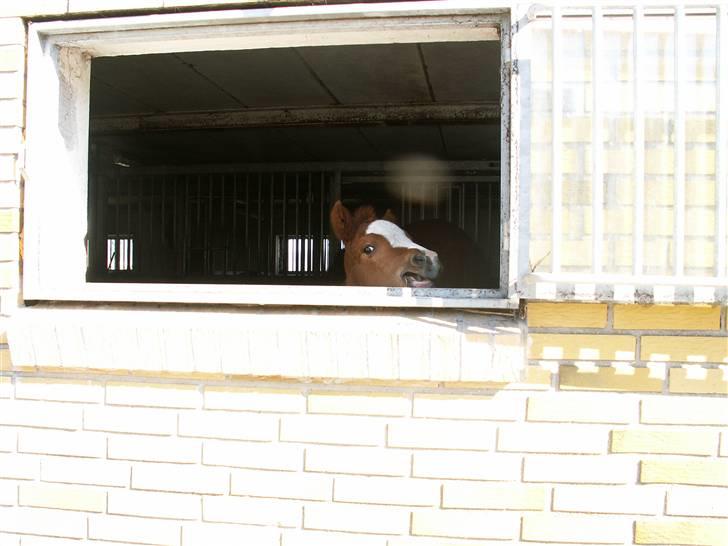 Tysk Sportspony Stillebaekkens Monogram - Hvornår kommer han og lukker mig ud i det gode vejr? billede 17