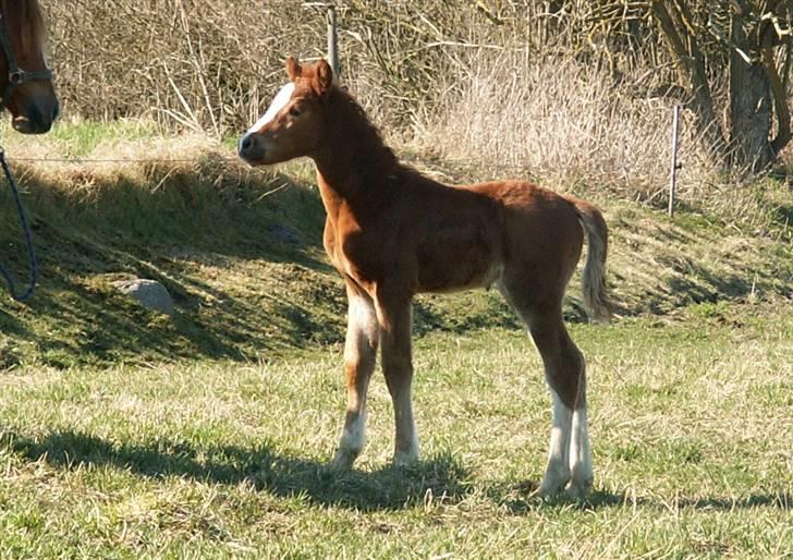Tysk Sportspony Stillebaekkens Monogram - For den da det er dejligt vejr i dag billede 18