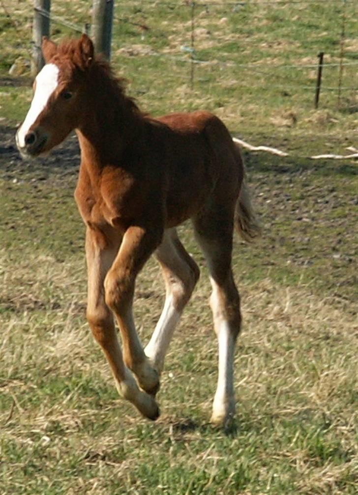 Tysk Sportspony Stillebaekkens Monogram - man får helt lyst til at løbe  billede 19