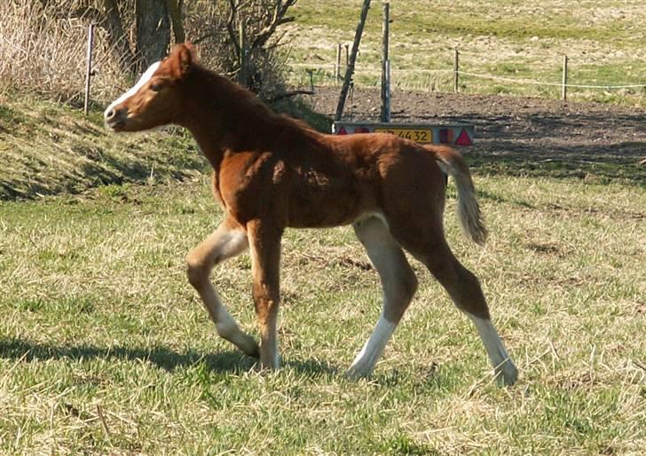 Tysk Sportspony Stillebaekkens Monogram - nja meget lyst billede 20