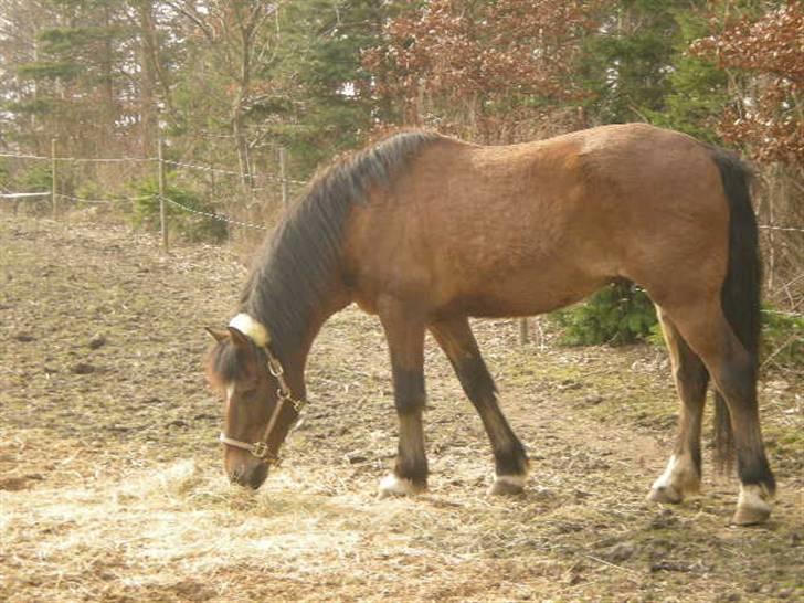 New Forest Strandgårdens Peace billede 4