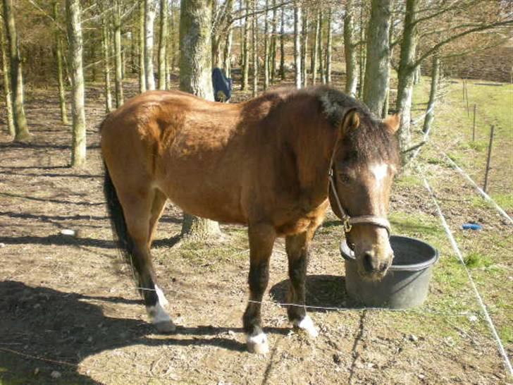 New Forest Strandgårdens Peace - Nyt 12/4 10 billede 7