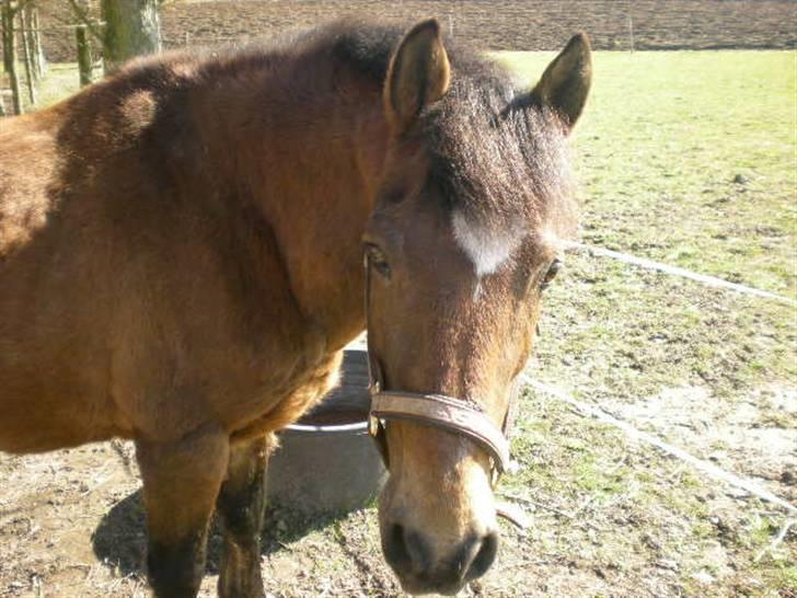 New Forest Strandgårdens Peace - Nyt 12/4 10 billede 8