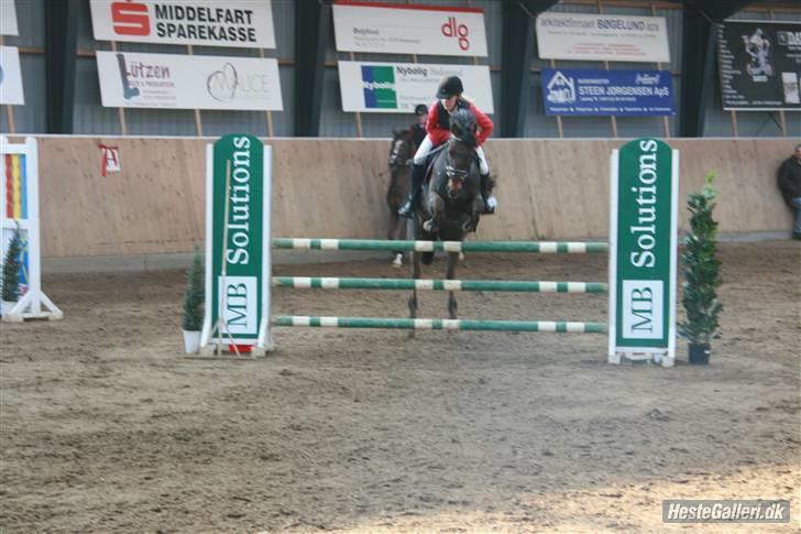 Anden særlig race Rapollo billede 8