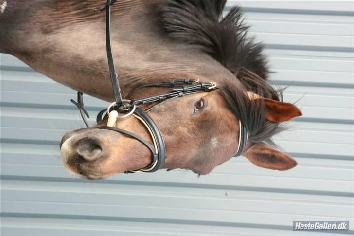Anden særlig race Rapollo billede 9