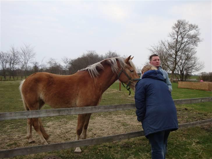 Haflinger Maggie Torp billede 19