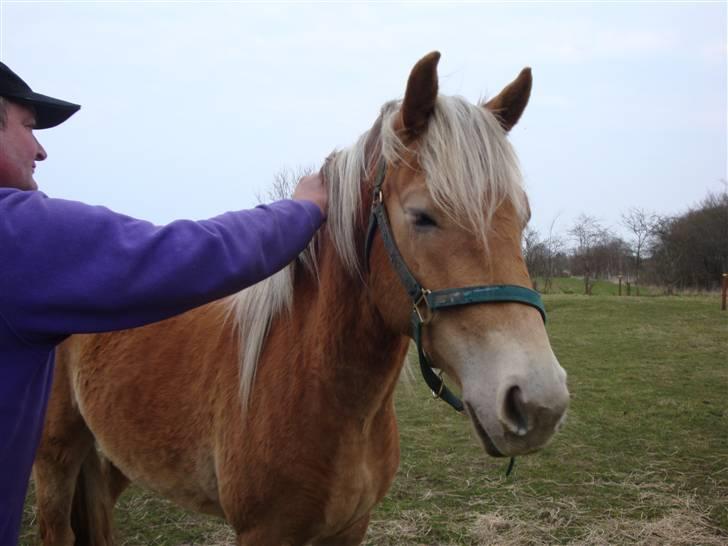 Haflinger Maggie Torp billede 20