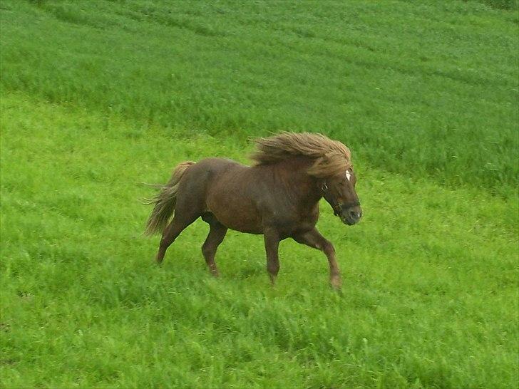 Anden særlig race Pferdinand billede 15