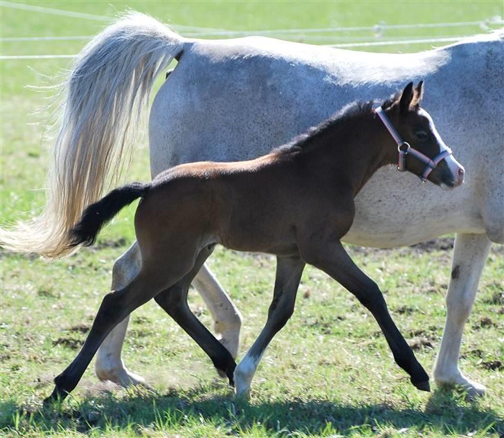 Welsh Partbred (Sec F) My Queenie - SOLGT billede 15