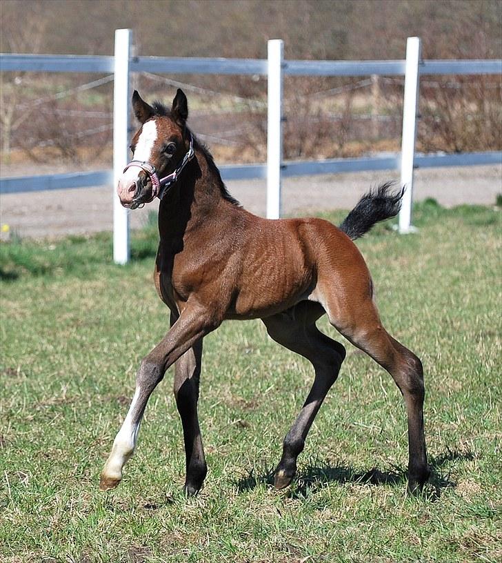 Welsh Partbred (Sec F) My Queenie - SOLGT billede 16