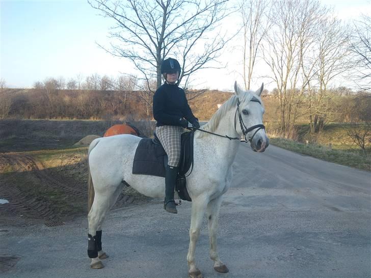 Arabisk fuldblod (OX) Filip billede 2