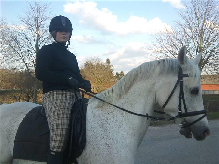 Arabisk fuldblod (OX) Filip billede 3