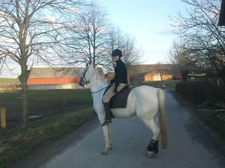 Arabisk fuldblod (OX) Filip billede 4