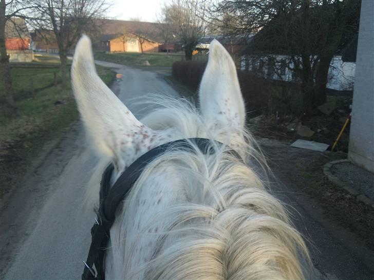 Arabisk fuldblod (OX) Filip billede 5