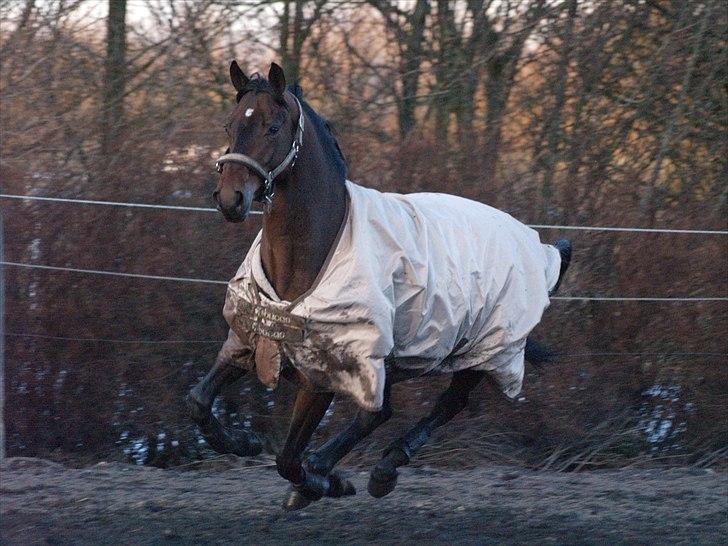 Hannoveraner Henrikas-Star billede 18