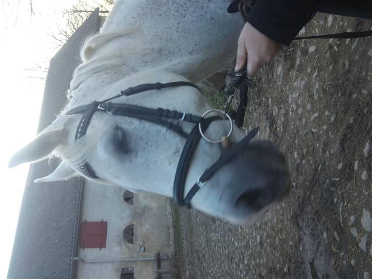 Arabisk fuldblod (OX) Filip billede 6