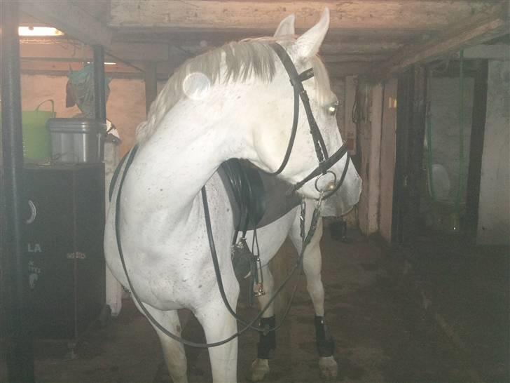 Arabisk fuldblod (OX) Filip billede 7
