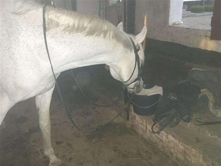 Arabisk fuldblod (OX) Filip billede 8